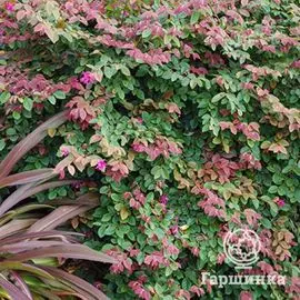 Лоропеталум Дайбрек Флейм