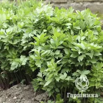 Любисток лекарственный