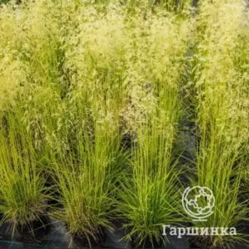 Луговик (Щучка) Бронзешляйер