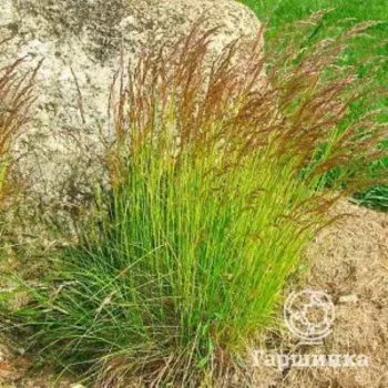 Луговик (Щучка) Бронзешляйер