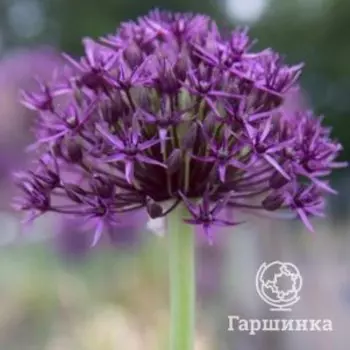 Лук декоративный Фирмамент 3 шт