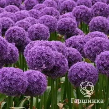 Лук декоративный Глоубмастер