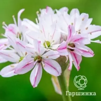 Лук декоративный Хамелеон 8 шт
