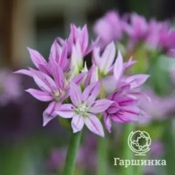 Лук декоративный Эрос 3 шт