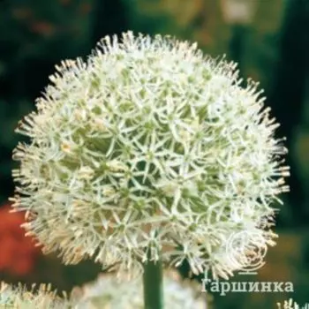 Лук декоративный Маунт Эверест