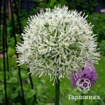 Лук декоративный Нигрум 5 шт