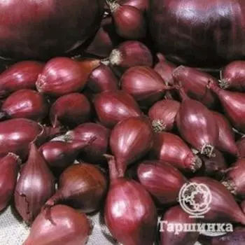 Лук-севок Кармен (красный) 0,5 кг