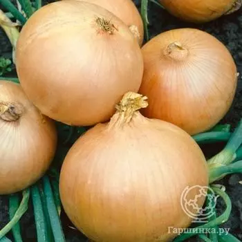 Лук-севок Румба (желтый) 0,5 кг