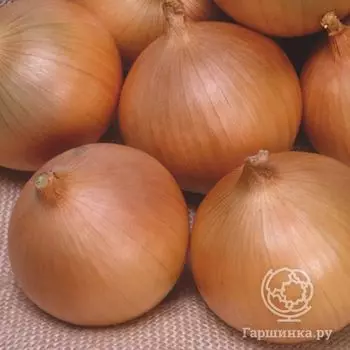 Лук-севок Такстар 0,5 кг