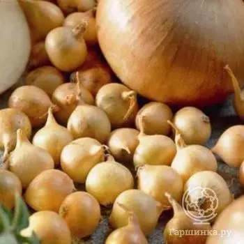 Лук-севок Трой (желтый) 0,5 кг