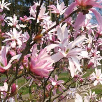 Магнолия Леонард Мессел