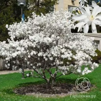 Магнолия звездчатая