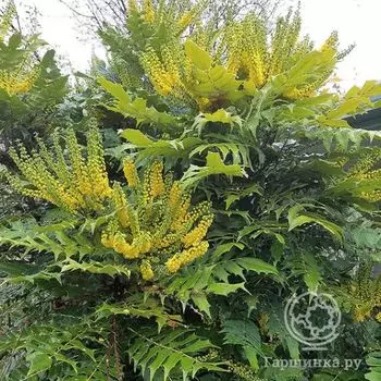 Магония Чарити