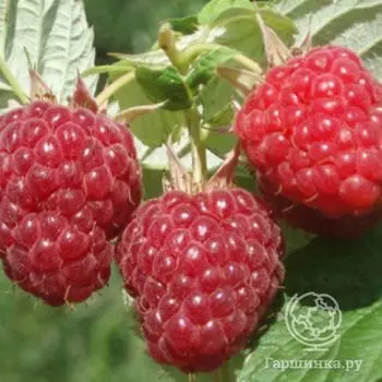 Малина Бальзам красная