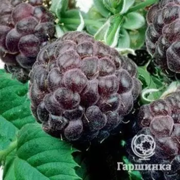 Малина Глен Кое