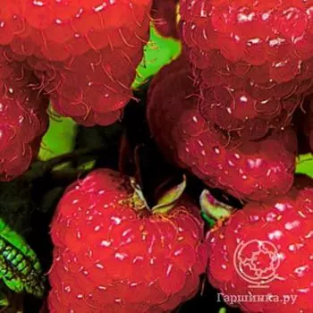 Малина Элегантная ремонтантная