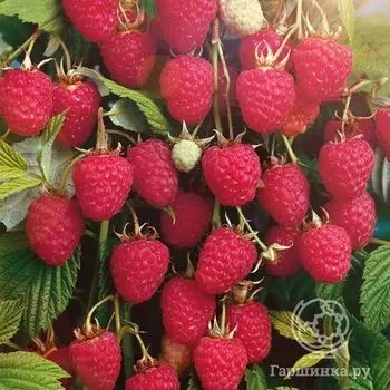 Малина Колокольчик