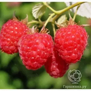 Малина красная Бальзам 3шт/уп