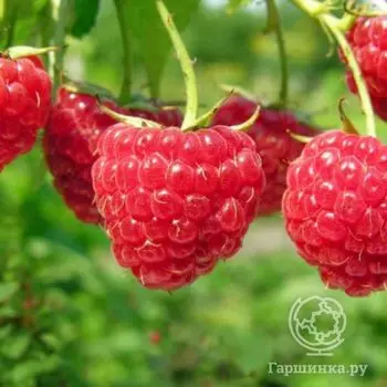 Малина Новость Кузьмина крупноплодная урожайная сладкая