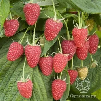Малина Малиновая гряда сладкая плотная (от автора сорта!)