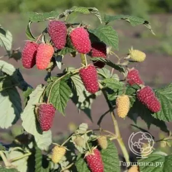 Малина Похвалинка (поздняя) от автора сорта