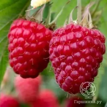 Малина Самохвал крупная среднего срока (от автора сорта!)