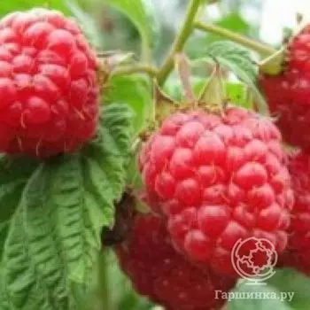 Малина Скромница красная