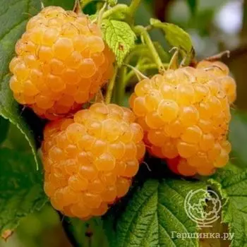 Малина Желтый гигант полуремонтантная