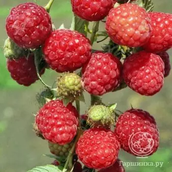 Малина Зоренька Алтая красная