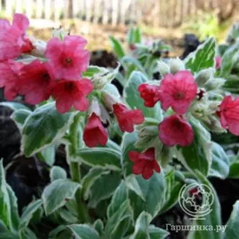 Медуница Девид Ворд