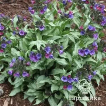 Медуница Диана Клэр