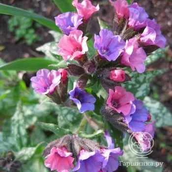 Медуница Миссис Мун