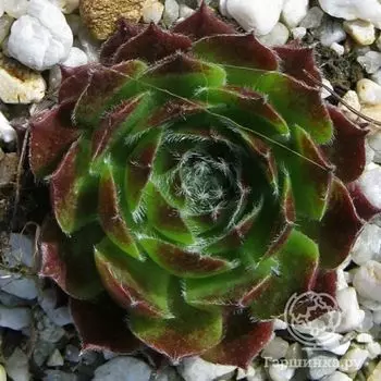 Молодило Кассиопея (Sempervivum Сassiopeia)