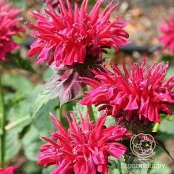 Монарда Фаербол