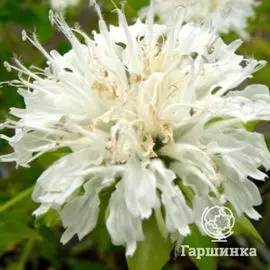 Монарда Шнеевитхен