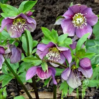 Морозник Эрли Пепл