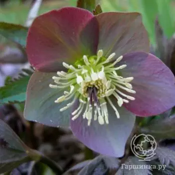 Морозник краснеющий