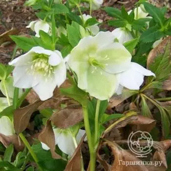 Морозник Вайт Леди