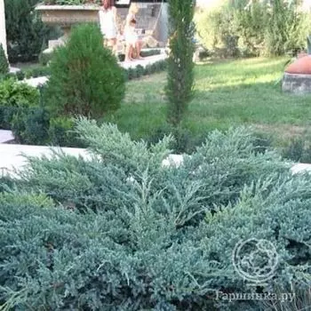 Можжевельник чешуйчатый Блу Карпет