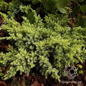 Можжевельник чешуйчатый Дрим Джой