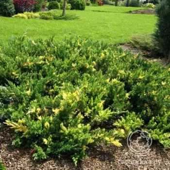 Можжевельник китайский Экспанса Вариегата