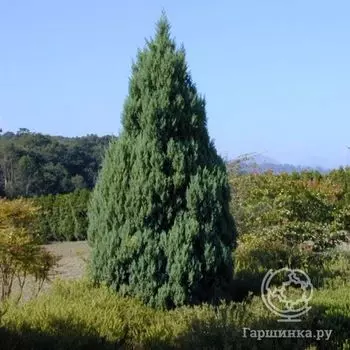 Можжевельник китайский Стрикта