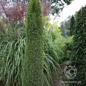 Можжевельник обыкнов. Багнет