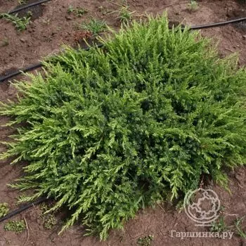 Можжевельник Шлягер прибрежный