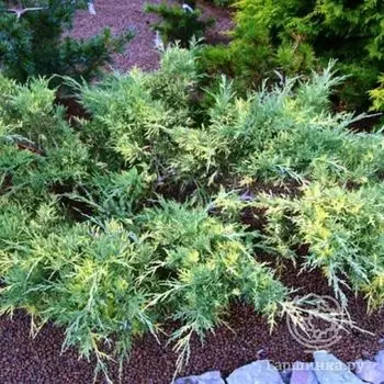 Можжевельник средний Блу энд Голд