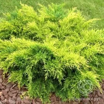 Можжевельник средний Олд Голд