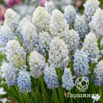 Мускари Натюрс Бьюти 3 шт