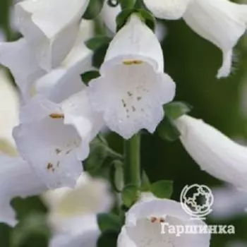 Наперстянка Виртуозо Уайт