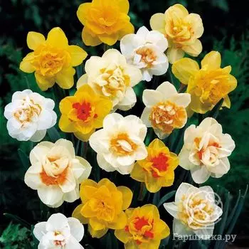 Нарциссы махровые микс 5шт.