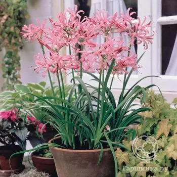 Нерине Боденси розовая